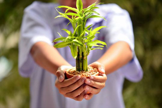 Student hand holding young plant in hands against spring green background. Ecology concept