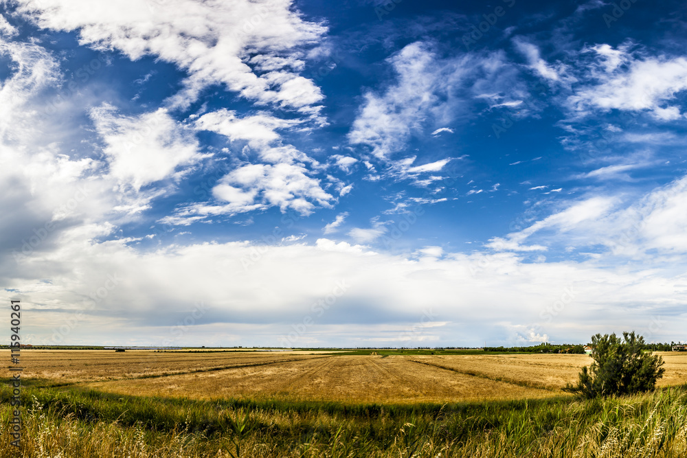 Wall mural Wheat field with blue sky with sun and clouds