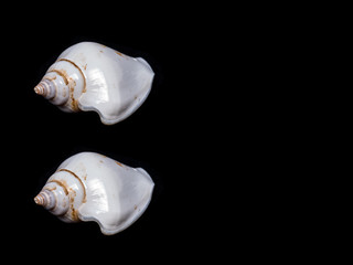 turbinate shell ; beautiful 2 White seashell isolate on Black with copy space