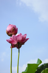 Beautiful blossoming lotus in summer