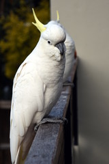 Portrait of Yellow-crested Cockatoo