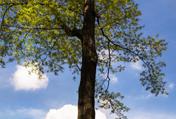One tree,green leaves on sky,white clouds background