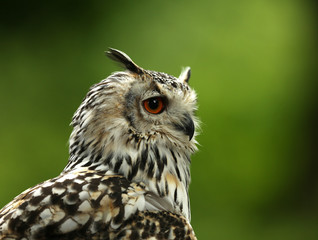 Portrait of an Eagle Owl