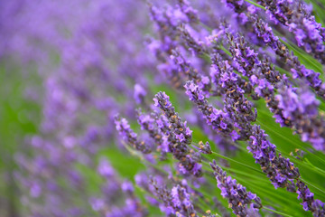 Fototapeta premium Lavender Flowers