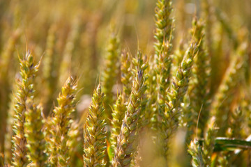 Fototapeta premium Wheat field close-up