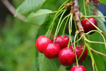 Ripe cherry on branch