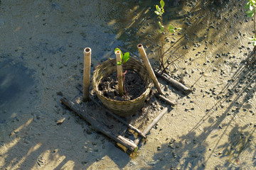Fototapeta na wymiar Baby mangrove