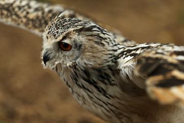 Close up of an Eagle Owl in flight
