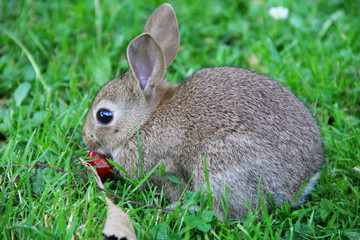Baby rabbit in grass