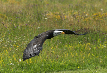 Close up of a Bald Eagle in flight
