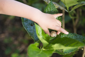 蝸牛に触る子供の手
