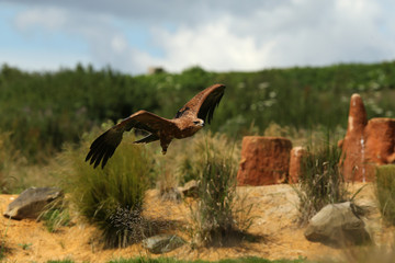 Close up of a Harris Hawk in flight