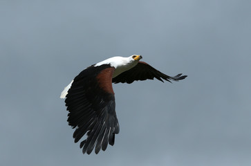 Close up of an African Fish Eagle in flight