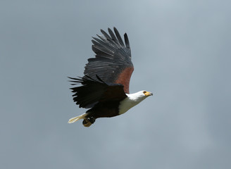 Close up of an African Fish Eagle in flight