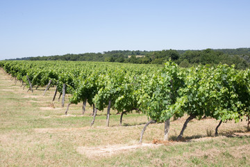 Fototapeta na wymiar Vineyard - Bordeaux Vineyard-France, beautiful under blue sky