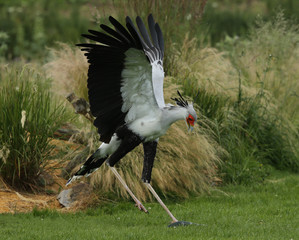 Close up of a Secretary Bird attacking a snake