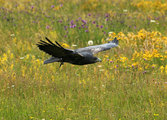 Close up of a Chilean Blue Eagle in flight