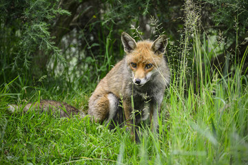 Stunning male fox in long lush green grass of Summer field