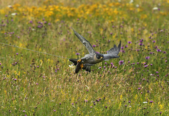 Close up of a Peregrine Falcon catching a lure