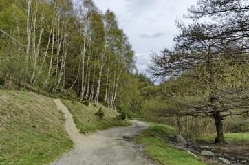 Fototapeta na wymiar Panorama of ecological path through a green springtime forest, Vitosha mountain, Bulgaria 