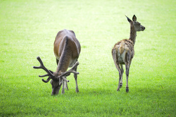 Beautiful red deer stag and doe in bright Summer sunlight grazin
