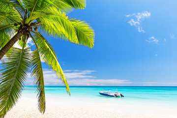 Coconut Palm trees on white sandy beach - obrazy, fototapety, plakaty