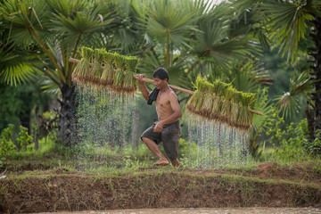 Thai farmer on green fields holding rice baby.