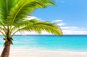 Fototapeta na wymiar Coconut Palm trees on white sandy beach