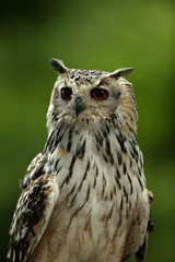 Portrait of an Eagle Owl