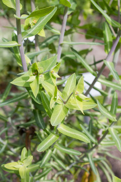 Die Kreuzbl&auml;ttrige Wolfsmilch (Euphorbia lathyris) ist eine Pflanzenart in der Gattung Wolfsmilch (Euphorbia) aus der Familie der Wolfsmilchgew&auml;chse (Euphorbiaceae).