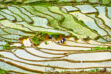 growing rice in Mu Cang Chai, Yen Bai, Vietnam