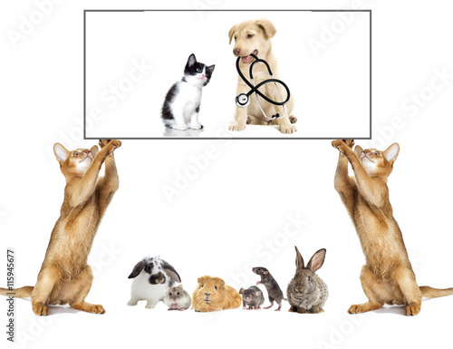 quot cat keeps paws white signboard quot stockfotos und lizenzfreie bilder auf fotolia com bild 115945677 quot cat keeps paws white signboard quot stockfotos und lizenzfreie bilder auf fotolia com bild 115945677