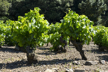 vignoble de Banyuls, Col de Banyuls, Vallée de la Baillaury, Massif des Albères, Pyrénées Orientales