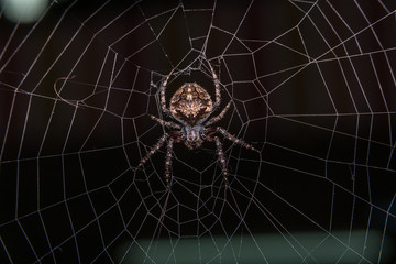 Orb Weaver Spider - Neoscona arabesca
