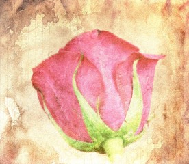 Red Rose bud