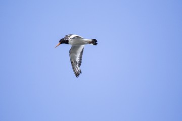 Eurasian oystercatcher (Haematopus ostralegus)