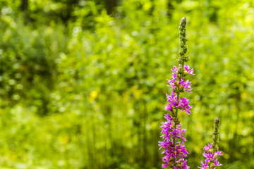 Plant - Lythrum salicaria L..