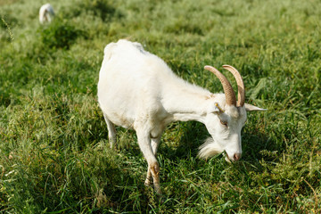 Milk goats feeding on a pasture