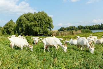 Fototapeta na wymiar Milk goats on a pasture