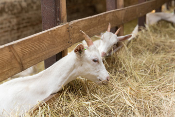 Goatlings feeding on animal farm
