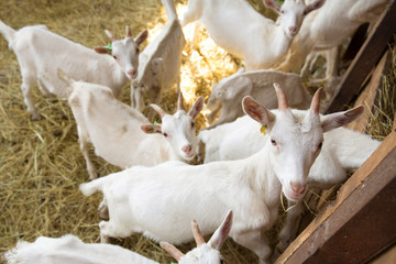 Fototapeta premium Goatlings on animal farm