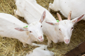 Obraz premium Goatlings on animal farm