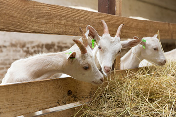 Goatlings feeding on animal farm