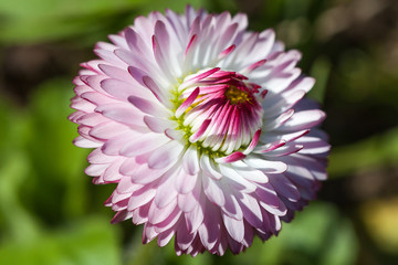 Fototapeta premium Daisy flower close up, Tver region, Russia