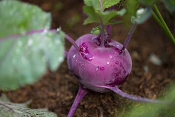Purple kohlrabi growing