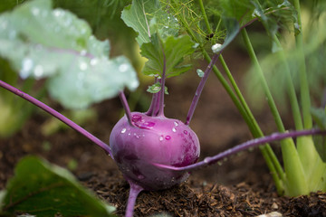 Purple kohlrabi growing