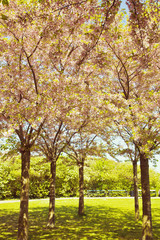 Fototapeta na wymiar Sakura cherry trees full of beautiful blossoms at Langelinie Park, Copenhagen