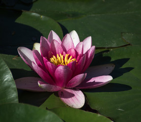 Nenuphar (Nymphaea alba)