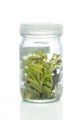 Sundew (Carnivorous Plant),Plant tissue culture in the laborator