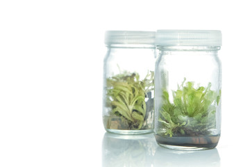 Sundew (Carnivorous Plant),Plant tissue culture in the laborator